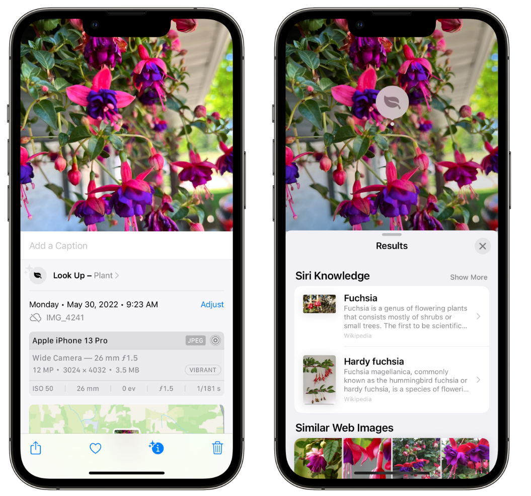 化德苹果手机维修分享小技巧：使用 iPhone 相机识别花卉植物 